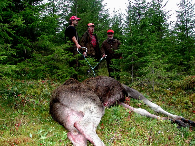 2004 Okse 80kg Lauvdalen_5.jpg - I ulent terreng vart det handkrafta som mått te pers for å få oksen til vegs. Frode, Jostein og Kåre